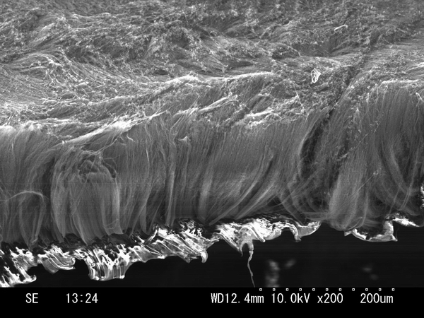 SEM image of CNT/ethene-film