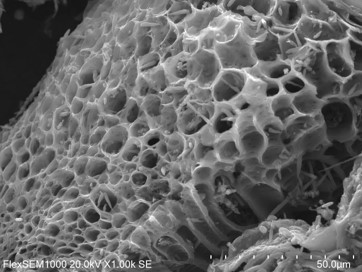 SEM Image of Porous Nano-carbon from Rice Husk